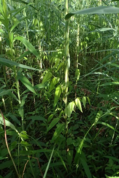 Apios americana \ Erdbirne / Groundnut, Hopniss, D Gernsbach 17.5.2026