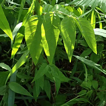 Apios americana \ Erdbirne / Groundnut, Hopniss, D Gernsbach 17.5.2026