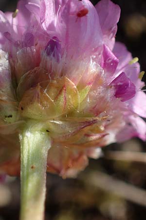 Armeria maritima subsp. bottendorfensis, Bottendorf Thrift