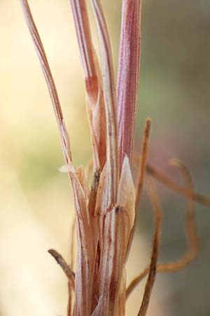 Aira multiculmis \ Vielstngelige Haferschmiele / Multi-Stemmed Hair-Grass, D Hockenheim 4.6.2019