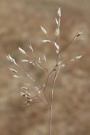 Aira multiculmis \ Vielstngelige Haferschmiele / Multi-Stemmed Hair-Grass, D Hockenheim 3.6.2020