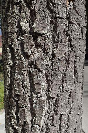 Alnus cordata \ Herzblttrige Erle, Italienische Erle, D Limburgerhof 11.10.2020