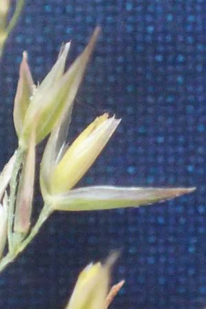 Agrostis castellana \ Kastilisches Straugras / Highland Bentgrass, D Viernheim 19.6.2021