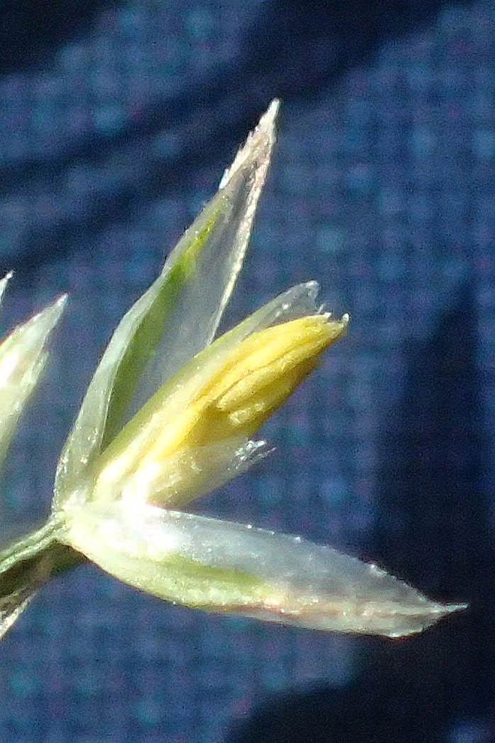 Agrostis castellana \ Kastilisches Straugras / Highland Bentgrass, D Viernheim 19.6.2021