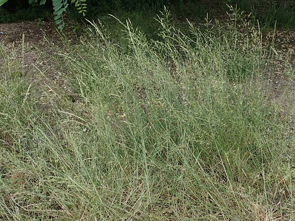 Agrostis castellana \ Kastilisches Straugras / Highland Bentgrass, D Viernheim 20.6.2021