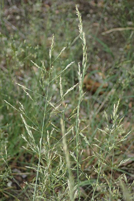 Agrostis castellana \ Kastilisches Straugras / Highland Bentgrass, D Viernheim 20.6.2021