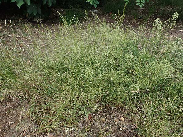 Agrostis castellana \ Kastilisches Straugras / Highland Bentgrass, D Viernheim 20.6.2021