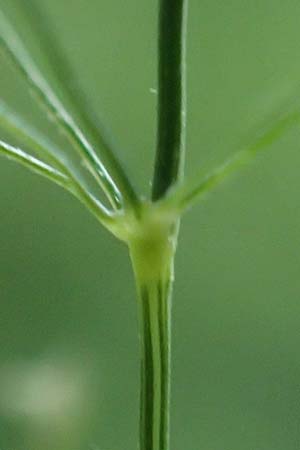 Agrostis castellana \ Kastilisches Straugras / Highland Bentgrass, D Viernheim 20.6.2021