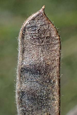 Adenocarpus complicatus ? \ Faltiger Dr�senginster, Kleinbl&auml;ttrige Dr&uuml;senh&uuml;lse / Pleated Flatpod, D Frankfurt Airport 19.7.2025