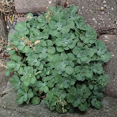 Arabis alpina subsp. caucasica \ Kaukasische G�nsekresse / Wall Rock-Cress, D Duisburg 31.8.2026