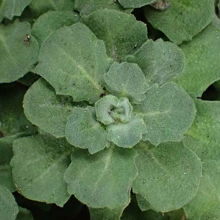 Arabis alpina subsp. caucasica \ Kaukasische G�nsekresse / Wall Rock-Cress, D Duisburg 31.8.2026