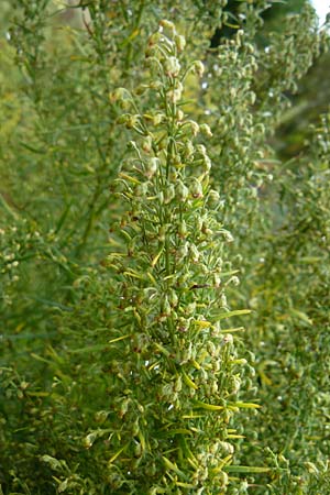 Artemisia dracunculus / Tarragon, D Botan. Gar.  Universit.  Mainz 13.9.2008