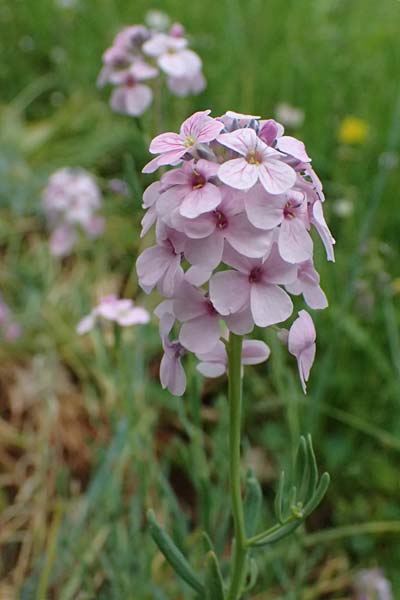 Aethionema grandiflorum \ Grobltiges Steintschel, D Botan. Gar.  Universit.  Ulm 26.5.2025