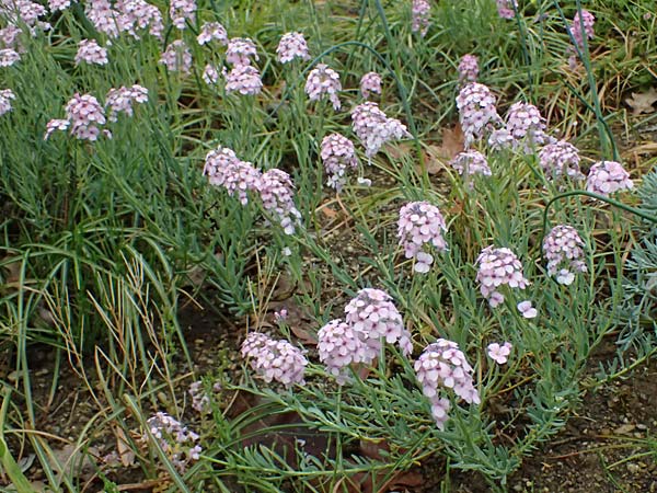Aethionema grandiflorum \ Grobltiges Steintschel, D Botan. Gar.  Universit.  Ulm 26.5.2025