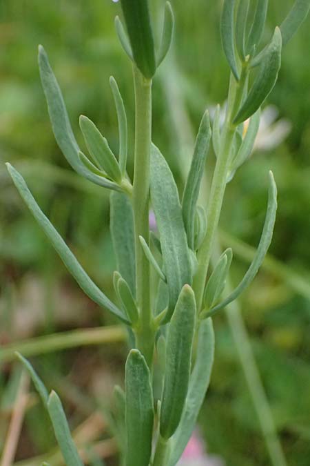 Aethionema grandiflorum \ Grobltiges Steintschel, D Botan. Gar.  Universit.  Ulm 26.5.2025