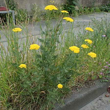 Achillea filipendulina \ Farnbl�ttrige Schafgarbe, Goldgarbe / Fernleaf Yarrow, D Mannheim 6.6.2026
