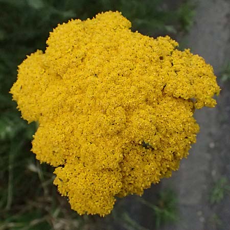 Achillea filipendulina \ Farnbl�ttrige Schafgarbe, Goldgarbe / Fernleaf Yarrow, D Mannheim 6.6.2026