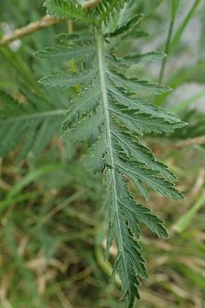 Achillea filipendulina \ Farnbl�ttrige Schafgarbe, Goldgarbe / Fernleaf Yarrow, D Mannheim 6.6.2026