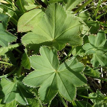 Alchemilla glomerulans \ Knuel-Frauenmantel, D Wenger Egg Alm 12.7.2021