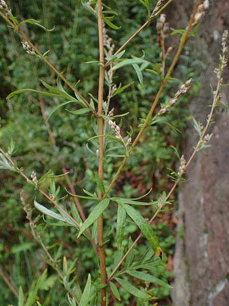 Artemisia gilvescens / Chinese Mugwort, D Ettlingen 6.10.2022
