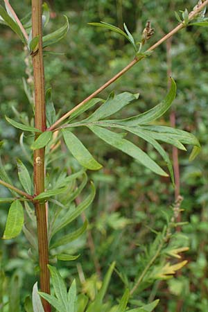 Artemisia gilvescens / Chinese Mugwort, D Ettlingen 6.10.2022