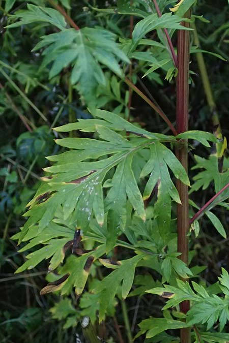 Artemisia gilvescens / Chinese Mugwort, D Ettlingen 21.9.2024