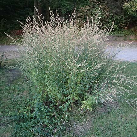 Artemisia gilvescens / Chinese Mugwort, D Ettlingen 21.9.2024