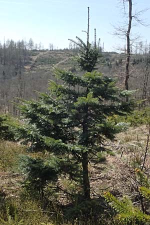Abies grandis \ Riesen-Tanne, Ksten-Tanne / Grand Fir, D Nordhelle 12.4.2025