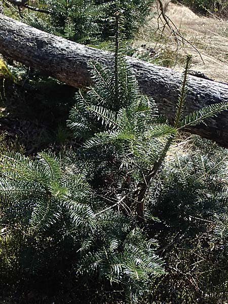 Abies grandis \ Riesen-Tanne, Ksten-Tanne / Grand Fir, D Nordhelle 12.4.2025