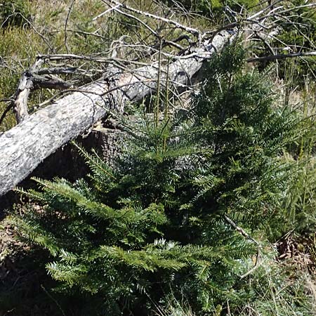 Abies grandis \ Riesen-Tanne, Ksten-Tanne / Grand Fir, D Nordhelle 12.4.2025