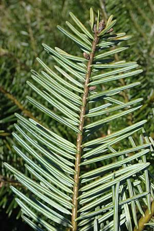 Abies grandis \ Riesen-Tanne, Ksten-Tanne / Grand Fir, D Nordhelle 12.4.2025