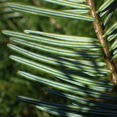 Abies grandis \ Riesen-Tanne, Ksten-Tanne / Grand Fir, D Nordhelle 12.4.2025