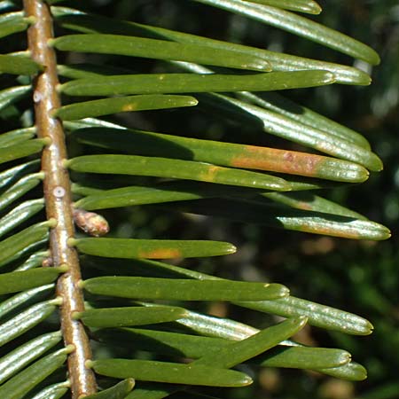 Abies grandis \ Riesen-Tanne, Ksten-Tanne / Grand Fir, D Nordhelle 12.4.2025