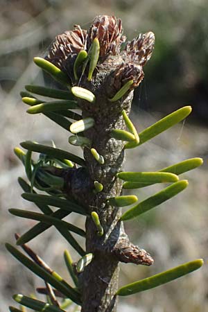 Abies grandis \ Riesen-Tanne, Ksten-Tanne / Grand Fir, D Nordhelle 12.4.2025