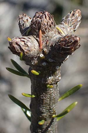 Abies grandis \ Riesen-Tanne, Ksten-Tanne / Grand Fir, D Nordhelle 12.4.2025