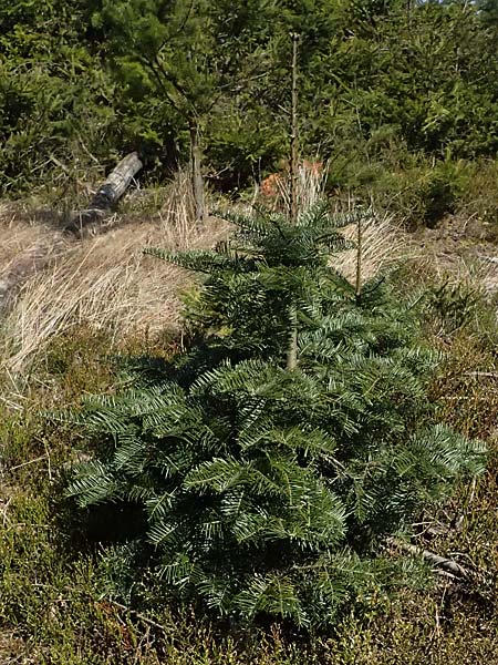Abies grandis \ Riesen-Tanne, Ksten-Tanne / Grand Fir, D Nordhelle 12.4.2025