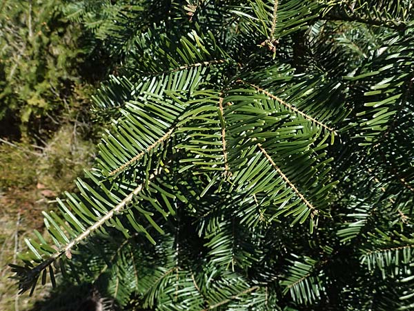 Abies grandis \ Riesen-Tanne, Ksten-Tanne / Grand Fir, D Nordhelle 12.4.2025