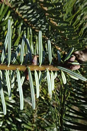 Abies grandis \ Riesen-Tanne, Ksten-Tanne / Grand Fir, D Nordhelle 12.4.2025