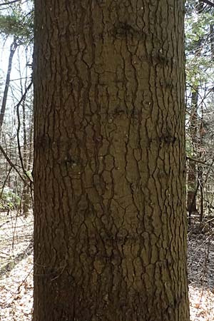 Abies grandis \ Riesen-Tanne, Ksten-Tanne / Grand Fir, D Nordhelle 12.4.2025
