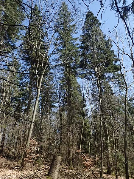 Abies grandis \ Riesen-Tanne, Ksten-Tanne / Grand Fir, D Nordhelle 12.4.2025