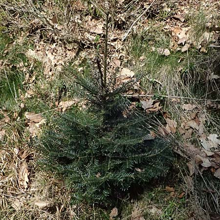 Abies grandis \ Riesen-Tanne, Ksten-Tanne / Grand Fir, D Nordhelle 12.4.2025