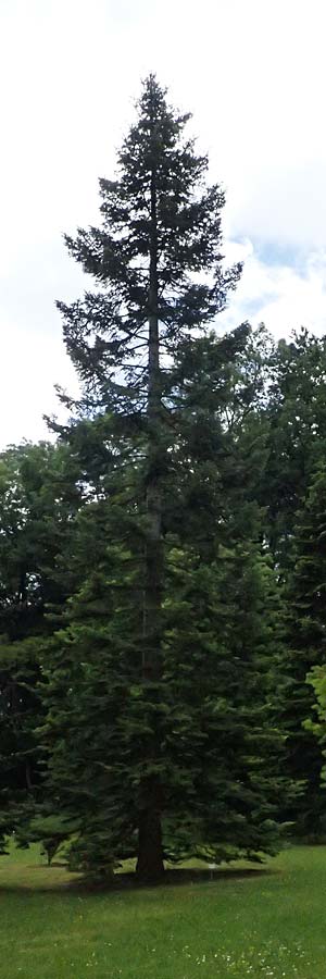 Abies grandis \ Riesen-Tanne, Ksten-Tanne / Grand Fir, D Botan. Gar.  Universit.  Ulm 26.5.2025