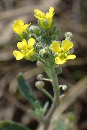 Alyssum montanum subsp. gmelinii \ Gmelins Steinkraut, D Mannheim 24.3.2026