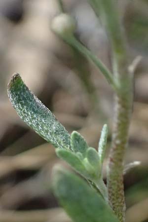 Alyssum montanum subsp. gmelinii \ Gmelins Steinkraut, D Mannheim 24.3.2026