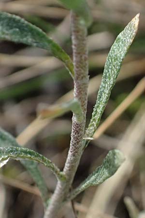 Alyssum montanum subsp. gmelinii \ Gmelins Steinkraut, D Mannheim 24.3.2026
