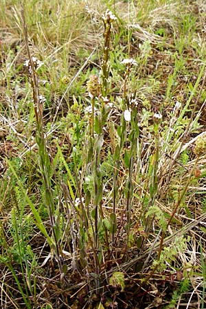 Arabis hirsuta \ Rauhaarige Gnsekresse, D Grettstadt 1.6.2015