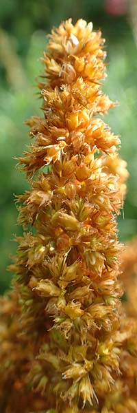 Amaranthus hypochondriacus \ Trauer-Amaranth, Prinzenfeder-Fuchsschwanz, D Mannheim 10.10.2015