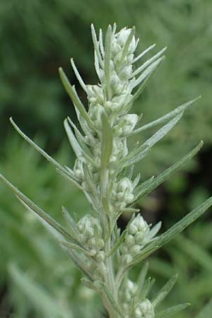 Artemisia lavandulaefolia, Lavender-Leaved Wormwood