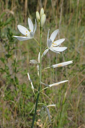 Anthericum liliago \ Astlose Graslilie / St. Bernard's Lily, D Thüringen, Kölleda 15.6.2023