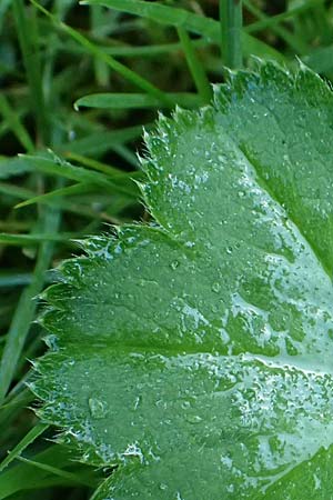 Alchemilla spec1 ? \ Frauenmantel / Lady's Mantle, D Babensham 14.8.2024
